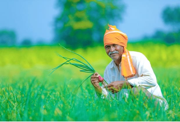 भाव चांगला मिळण्यासाठी बळीराजाला अपेक्षाः घाटनांद्रा व परिसरात मिर्चीचे व आद्रकची लागवड क्षेत्रात वाढ