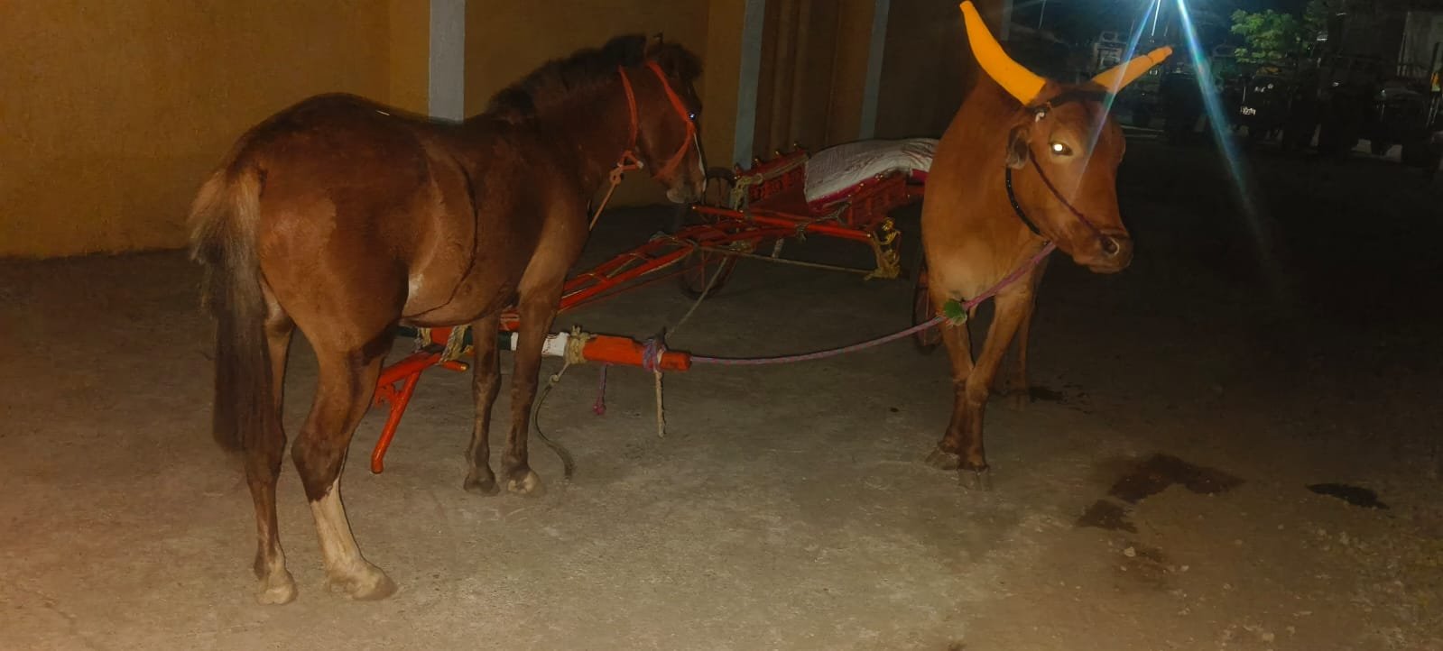 टांग्याला घोडा व बैल जुंपून अमानुष मारहाण भोवली; दोघांविरुद्ध गुन्हा