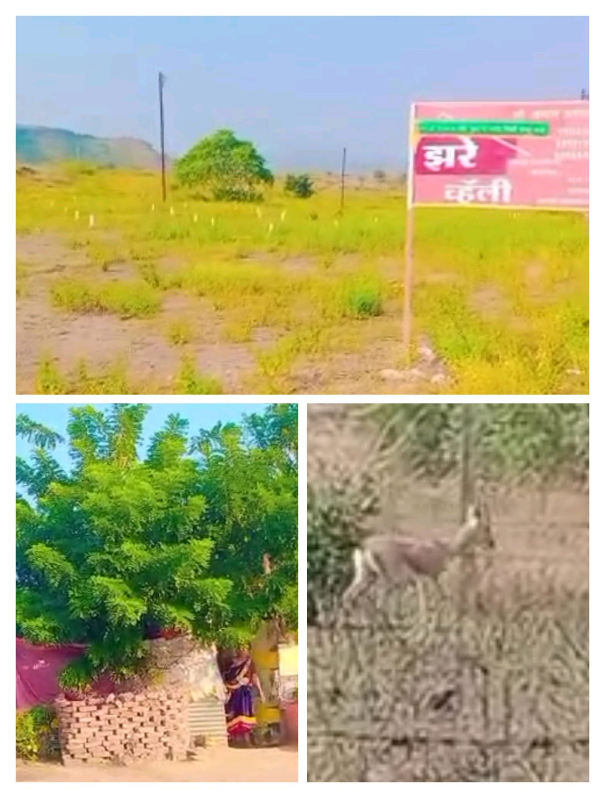 छत्रपती संभाजीनगरच्या बौद्ध लेणी परिसरात पर्यावरणाची निर्घृण हत्या; भूमाफियांकडून गट क्रमांक 40 मध्ये जंगलाची उध्वस्ती !